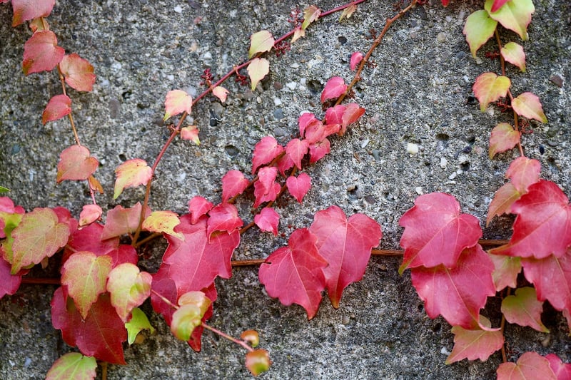 Climbing vines